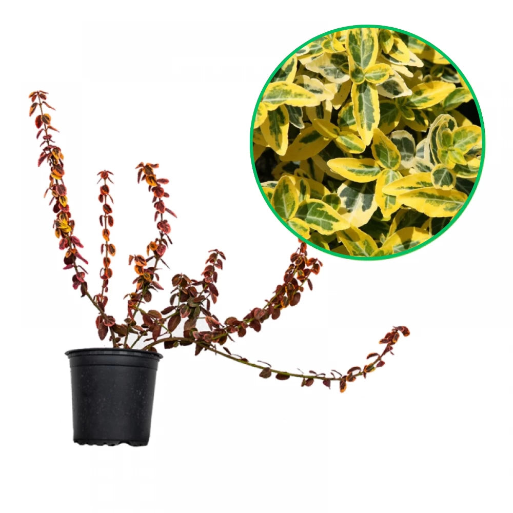 Salba Galbena, Euonymus Fortunei Emerald`N Gold