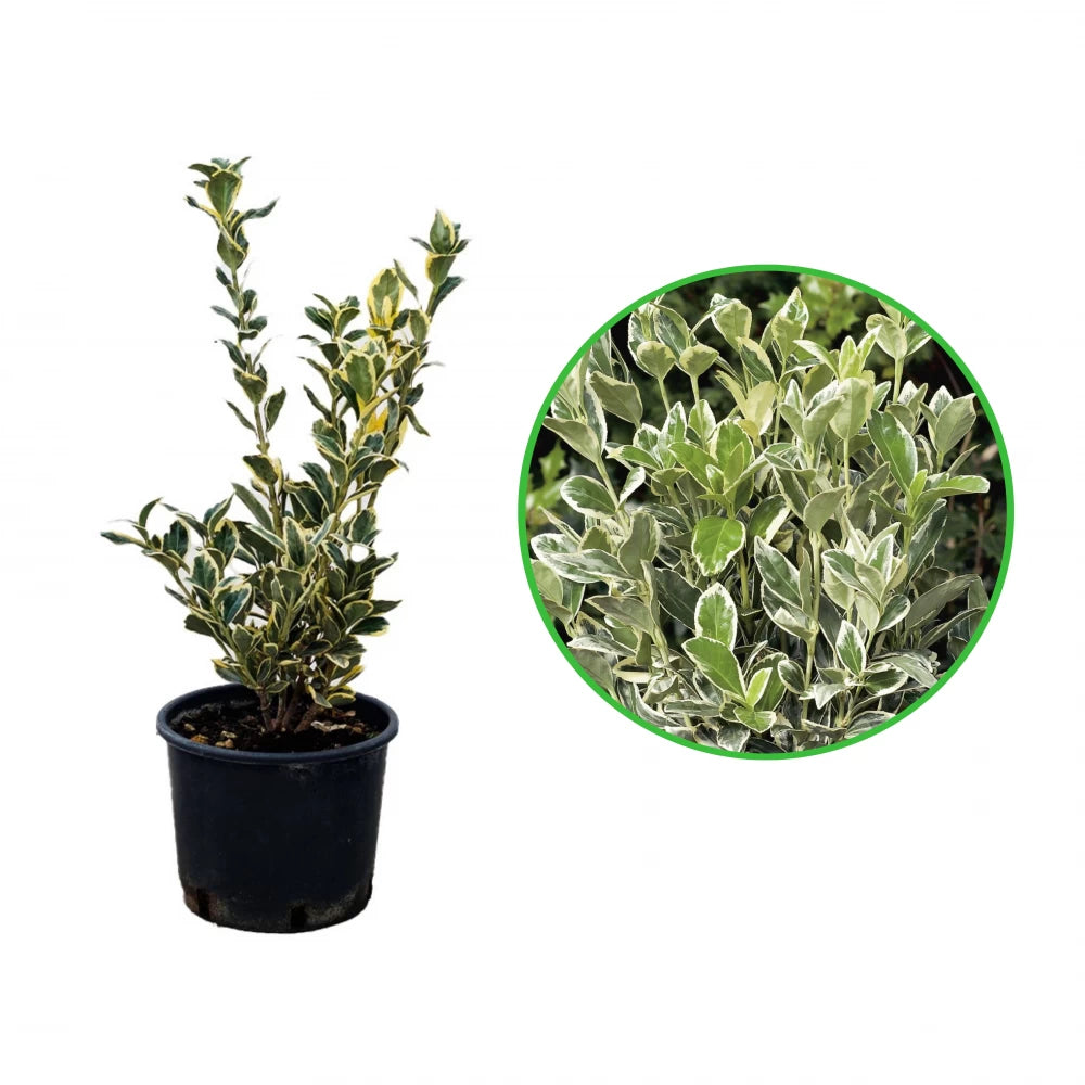 Salba Japoneza Alba, Euonymus Japonicus Bravo