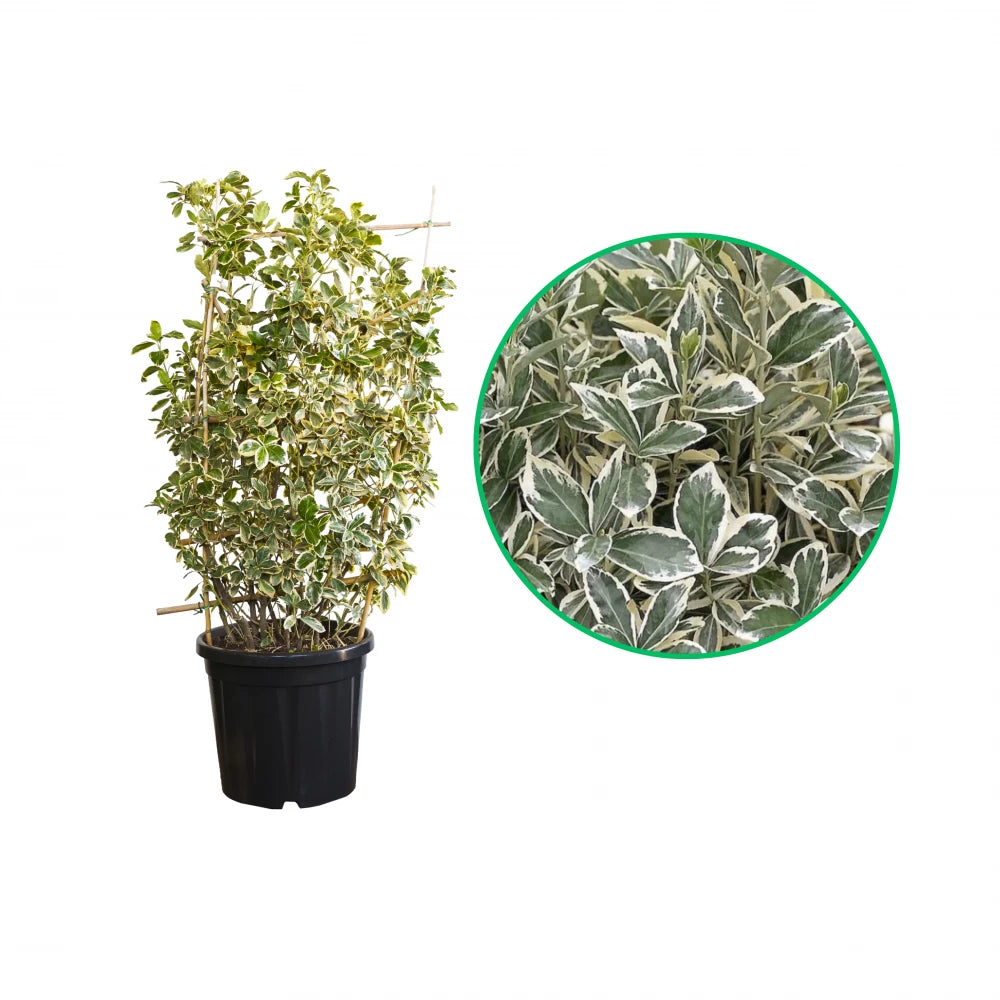 Salba Japoneza Alba, Euonymus Japonicus Bravo, Spaliera