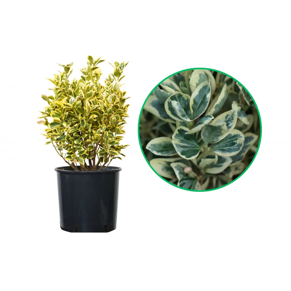 Salba Japoneza Alba Glob, Euonymus Japonicus Bravo