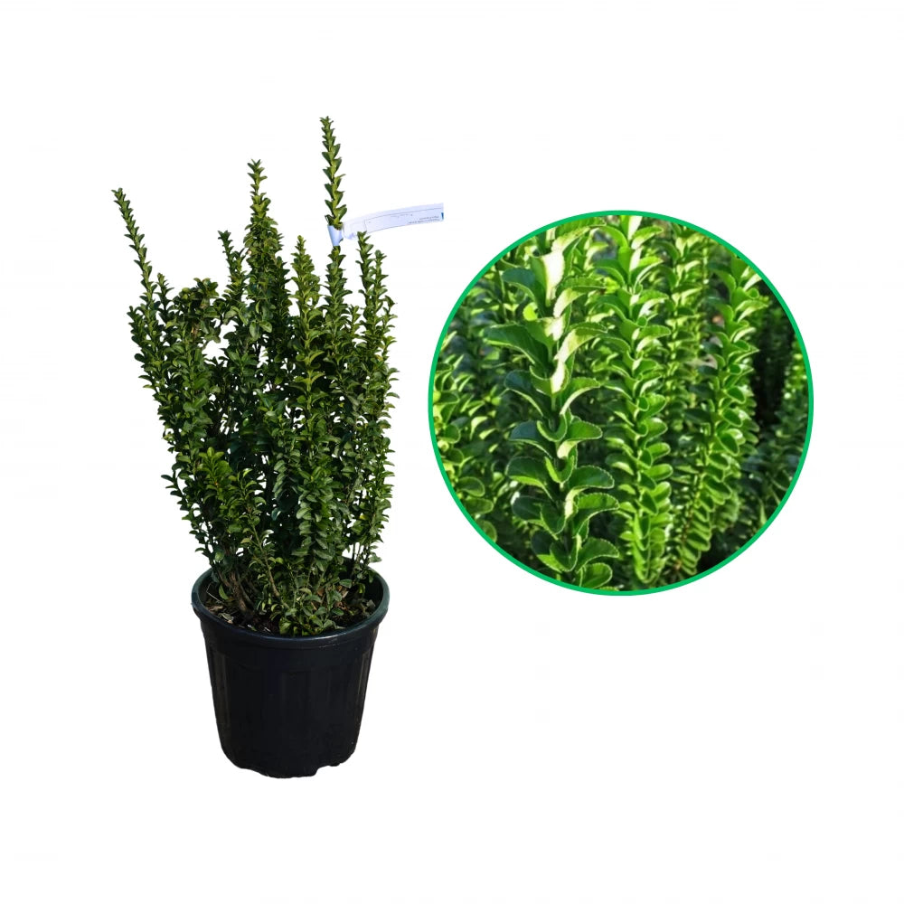 Salba Japoneza Benkomasaki, Euonymus Japonicus Benkomasaki