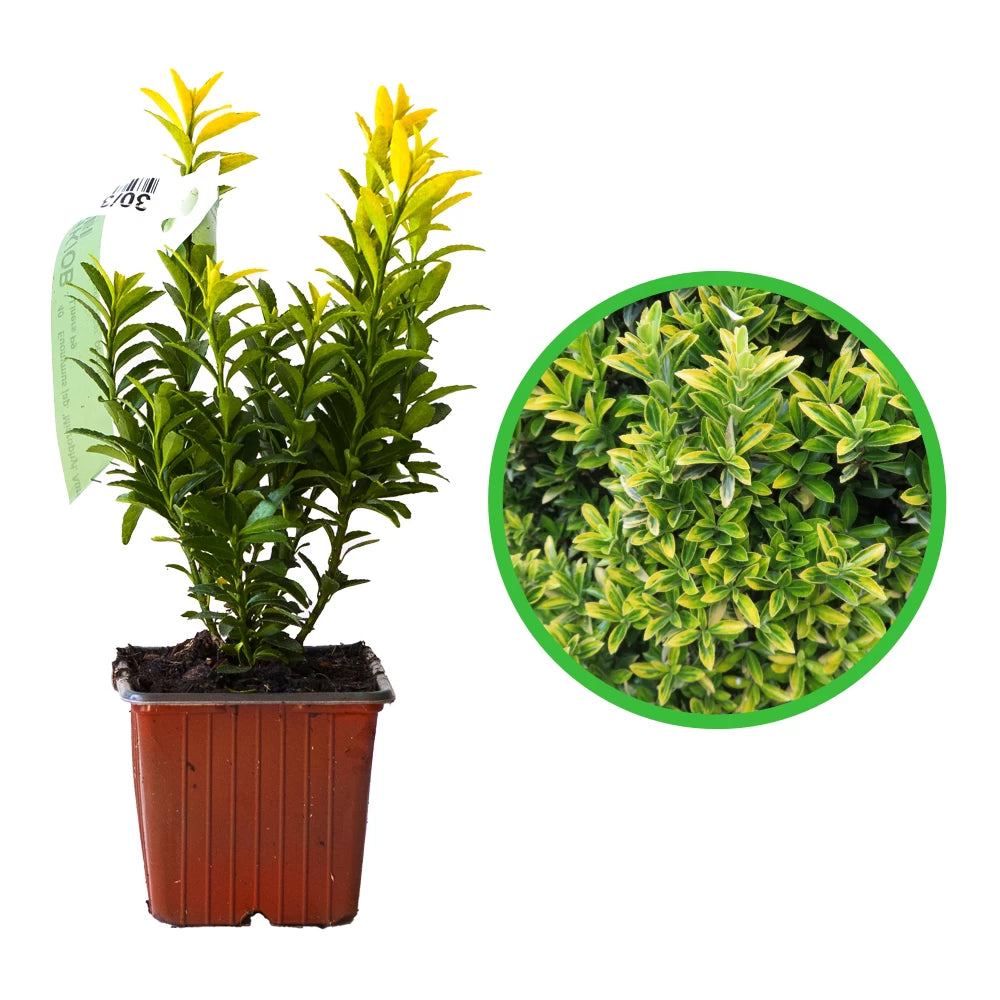 Salba Japoneza Galbena, Euonymus Japonicus Microphyllus Aureovariegatus