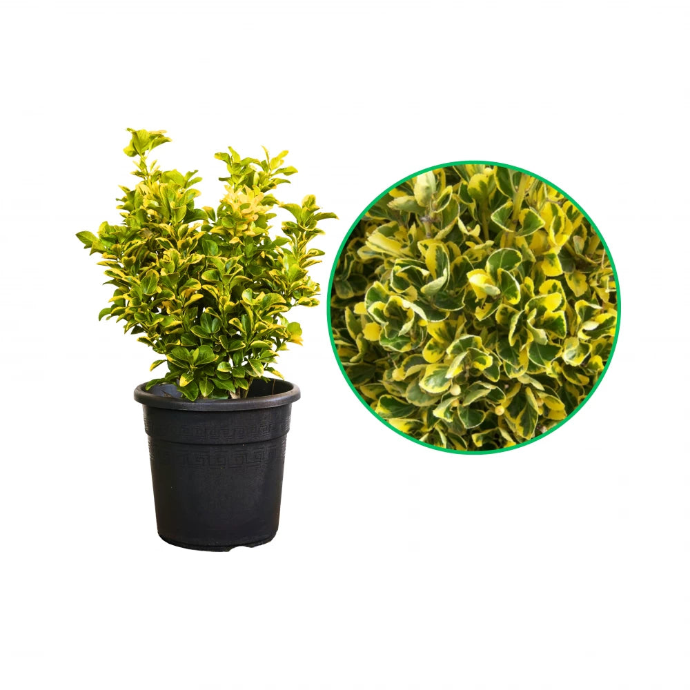 Salba Japoneza Galbena Glob, Euonymus Japonicus Aurea