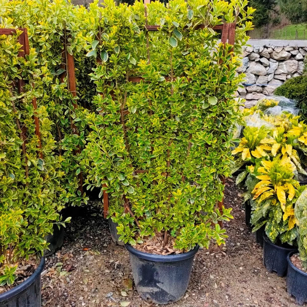 Salba Japoneza Galbena pe Spalier, Euonymus Japonicus Aurea