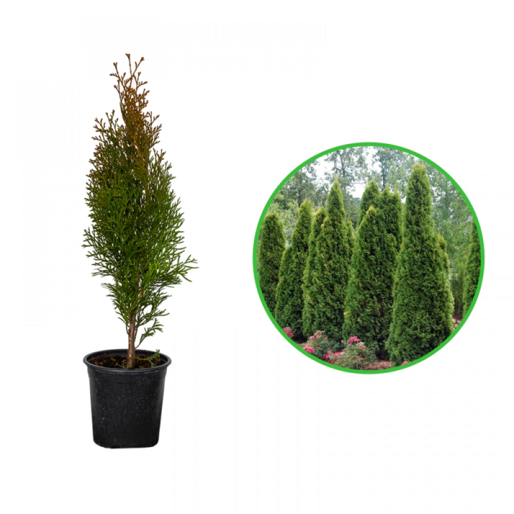 Tuia Smaragd, Thuja Occidentalis Smaragd