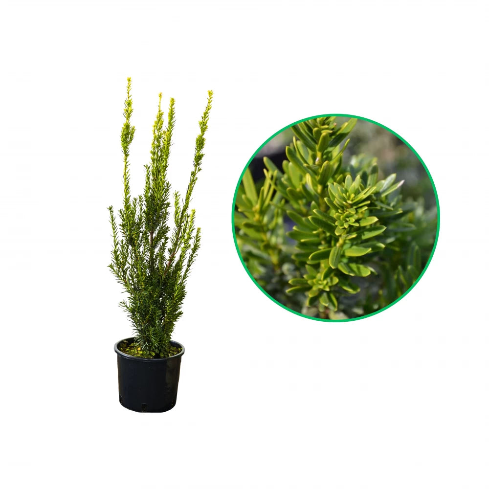 Tisa Hillii, Taxus x Media Hillii