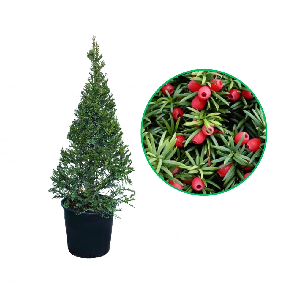 Tisa Piramidala, Taxus Baccata Pyramidalis