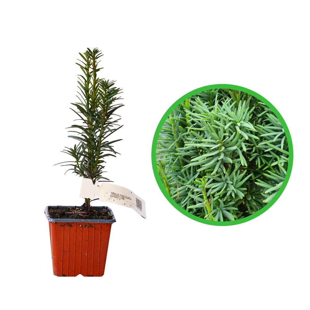 Tisa, Taxus Baccata Fastigiata Robusta