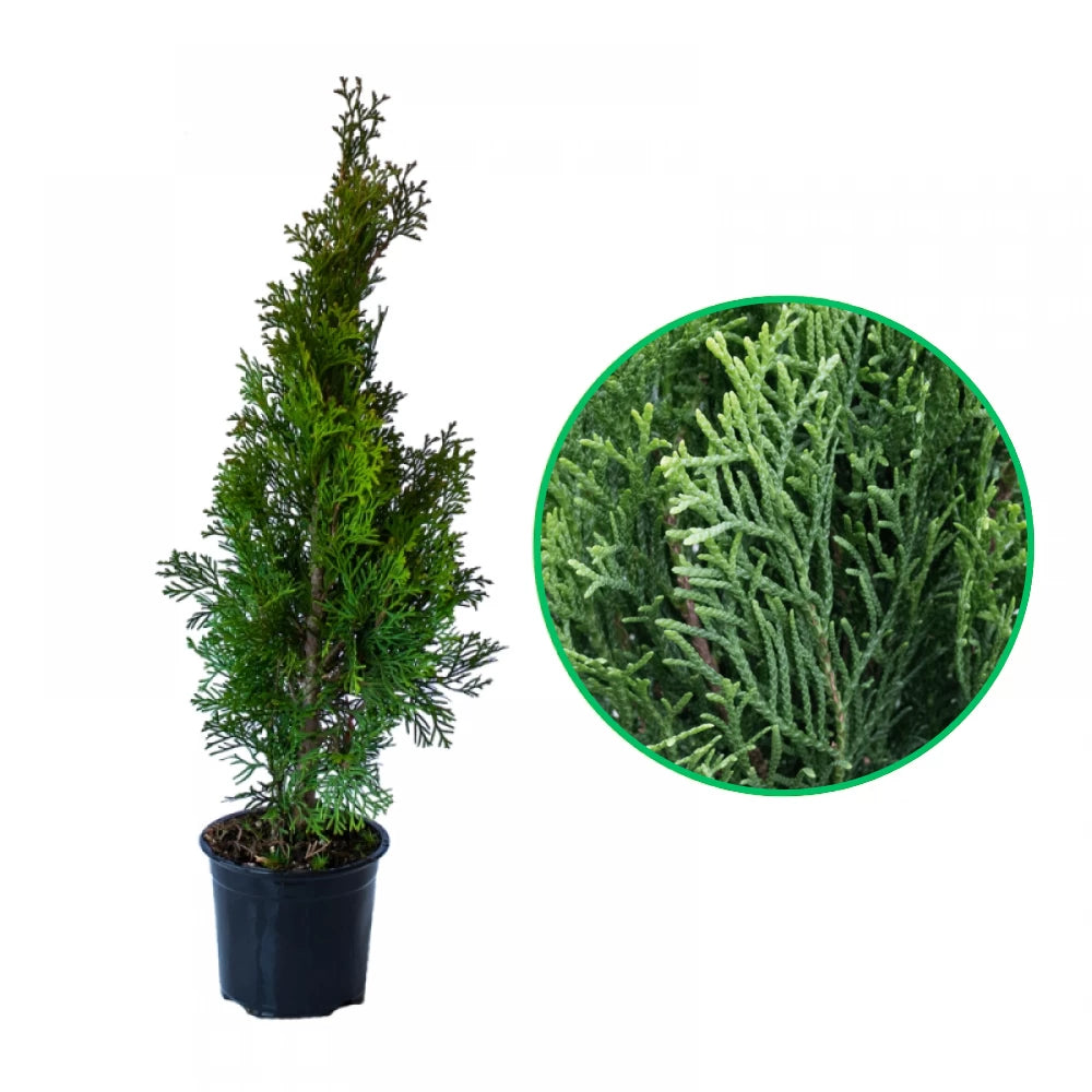 Tuia Smaragd, Thuja Occidentalis Smaragd