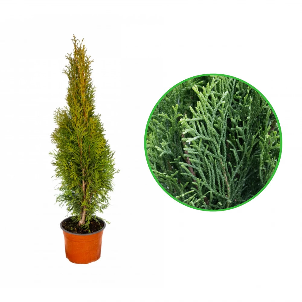 Tuia Smaragd, Thuja Occidentalis Smaragd