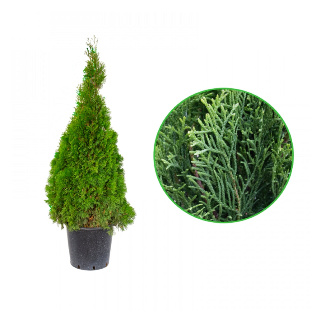 Tuia Smaragd, Thuja Occidentalis Smaragd