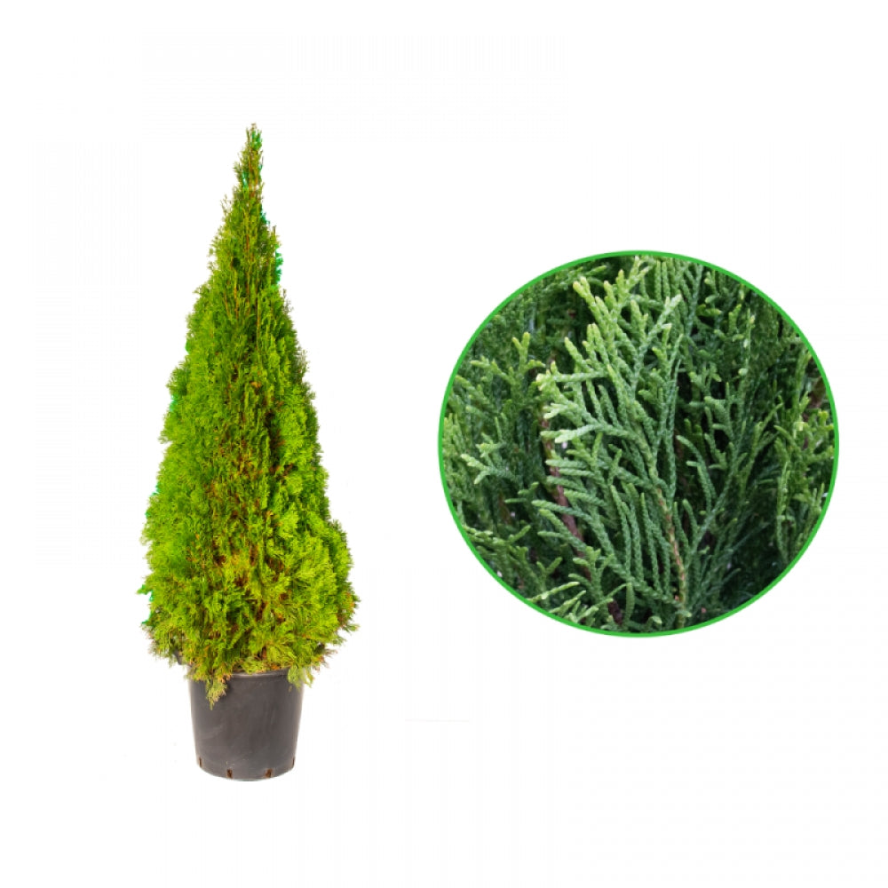 Tuia Smaragd, Thuja Occidentalis Smaragd