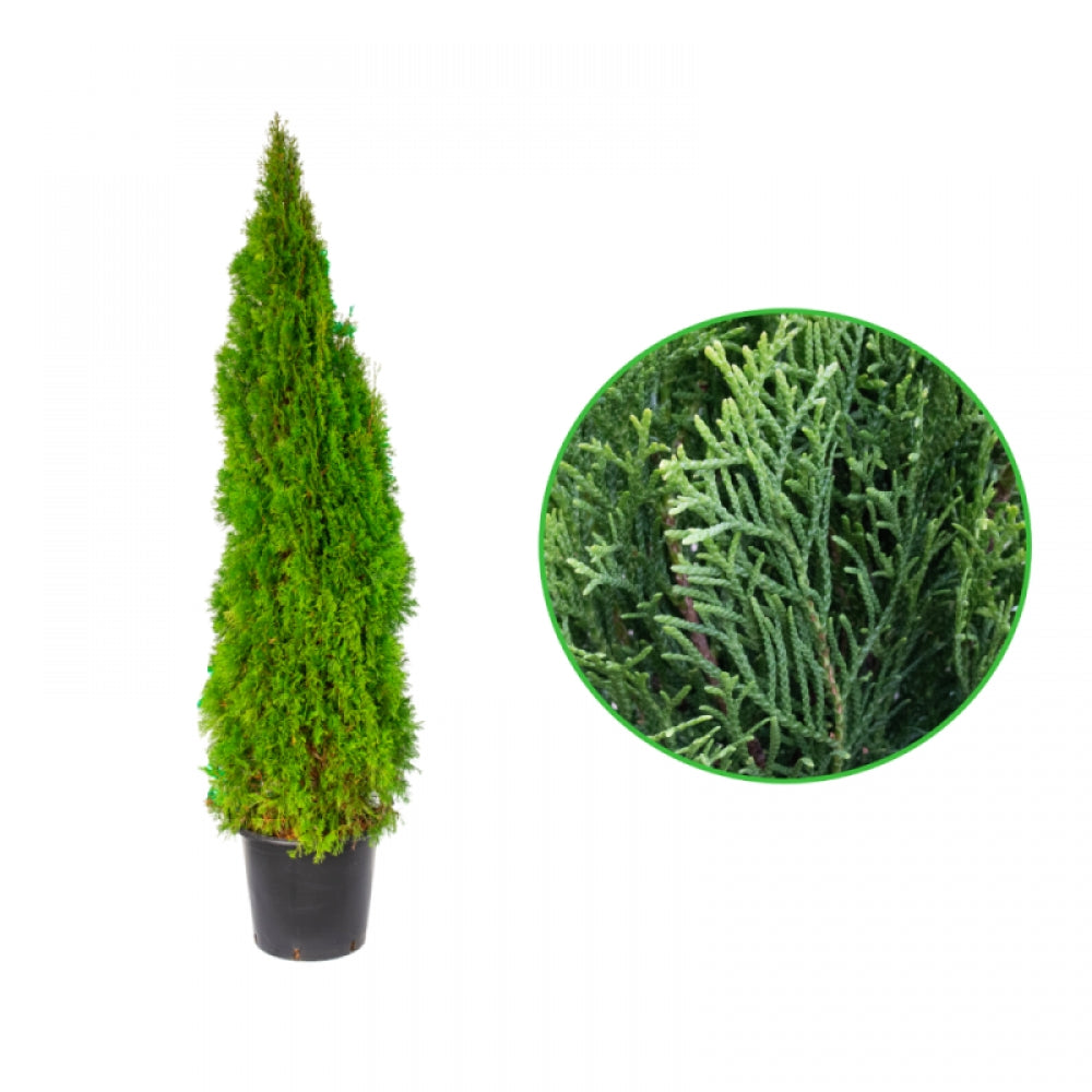 Tuia Smaragd, Thuja Occidentalis Smaragd