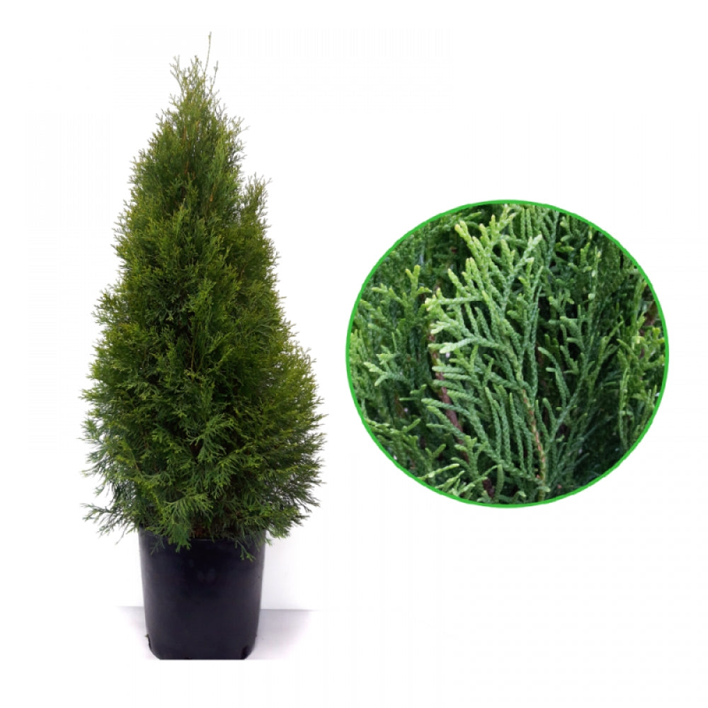 Tuia Smaragd, Thuja Occidentalis Smaragd