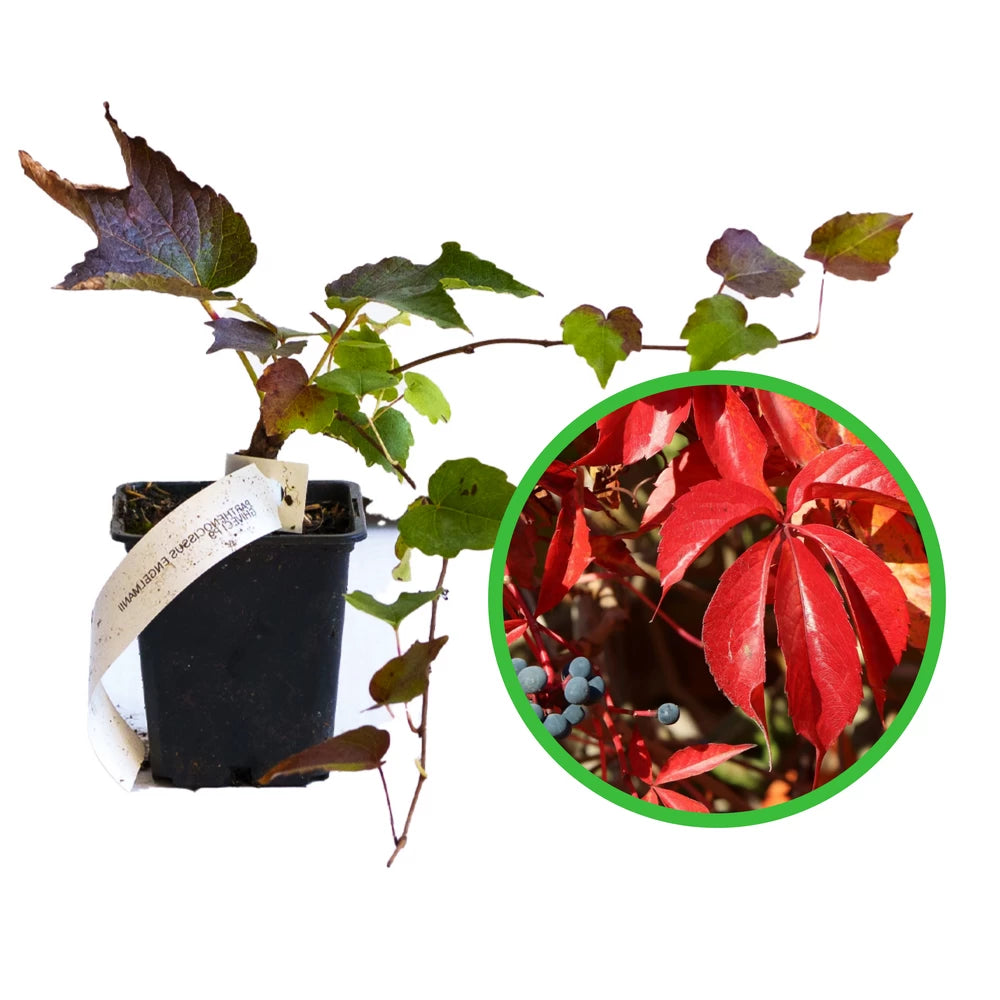 Vita Canadiana, Parthenocissus Quinquefolia Engelmannii