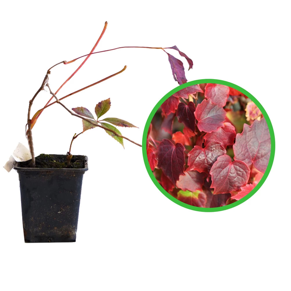 Vita Canadiana, Parthenocissus Tricuspidata Veitchii