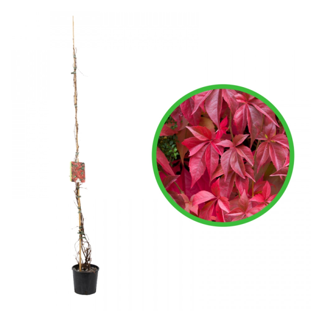 Vita Canadiana, Parthenocissus Quinquefolia