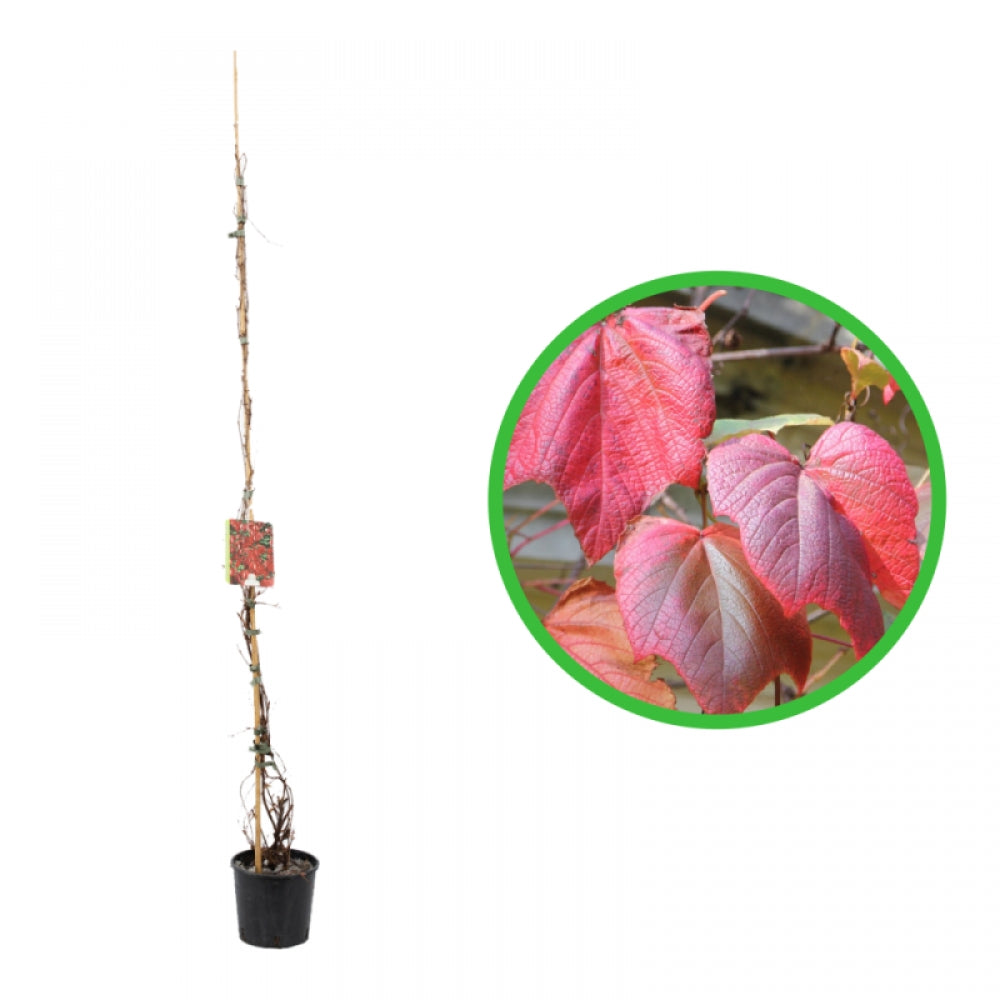 Vita Salbatica Japoneza, Vitis Vitaceae Crimson Glory