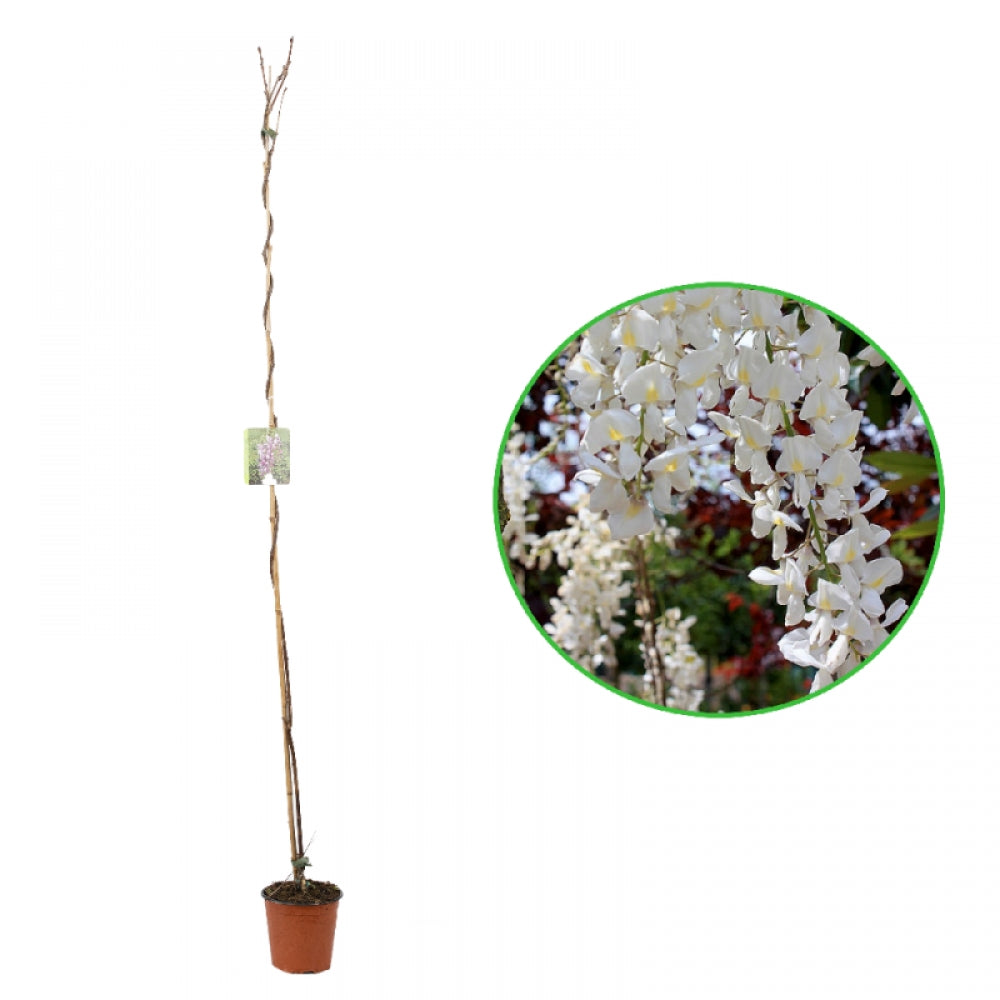 Glicina, Wisteria Floribunda Alba