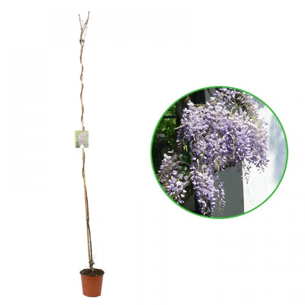 Glicina, Wisteria Floribunda Jissai