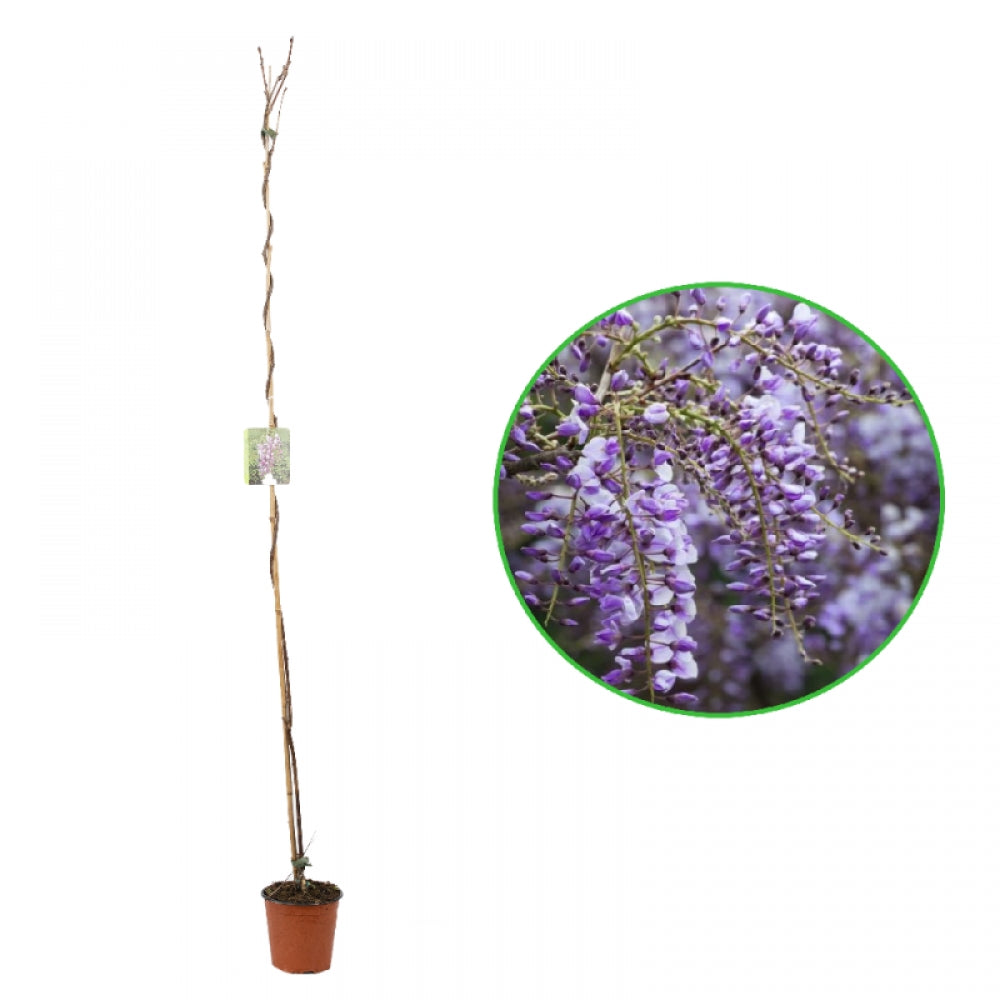 Glicina, Wisteria Amethyst Falls