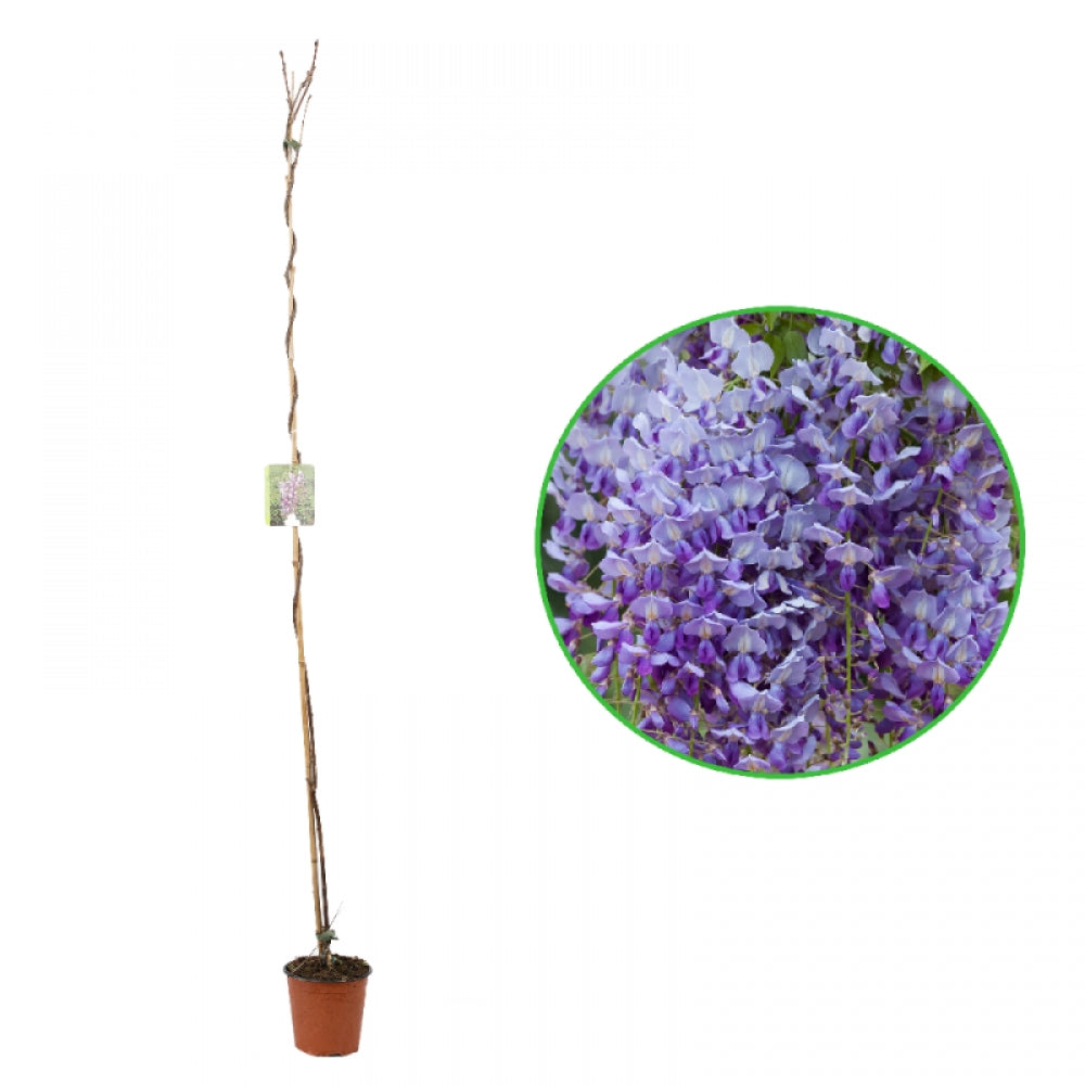 Glicina, Wisteria Brachybotrys Murasaki Kapitan