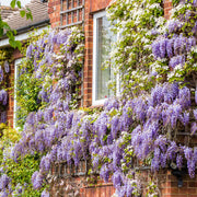 Glicina, Wisteria Floribunda Ito Koku Riu