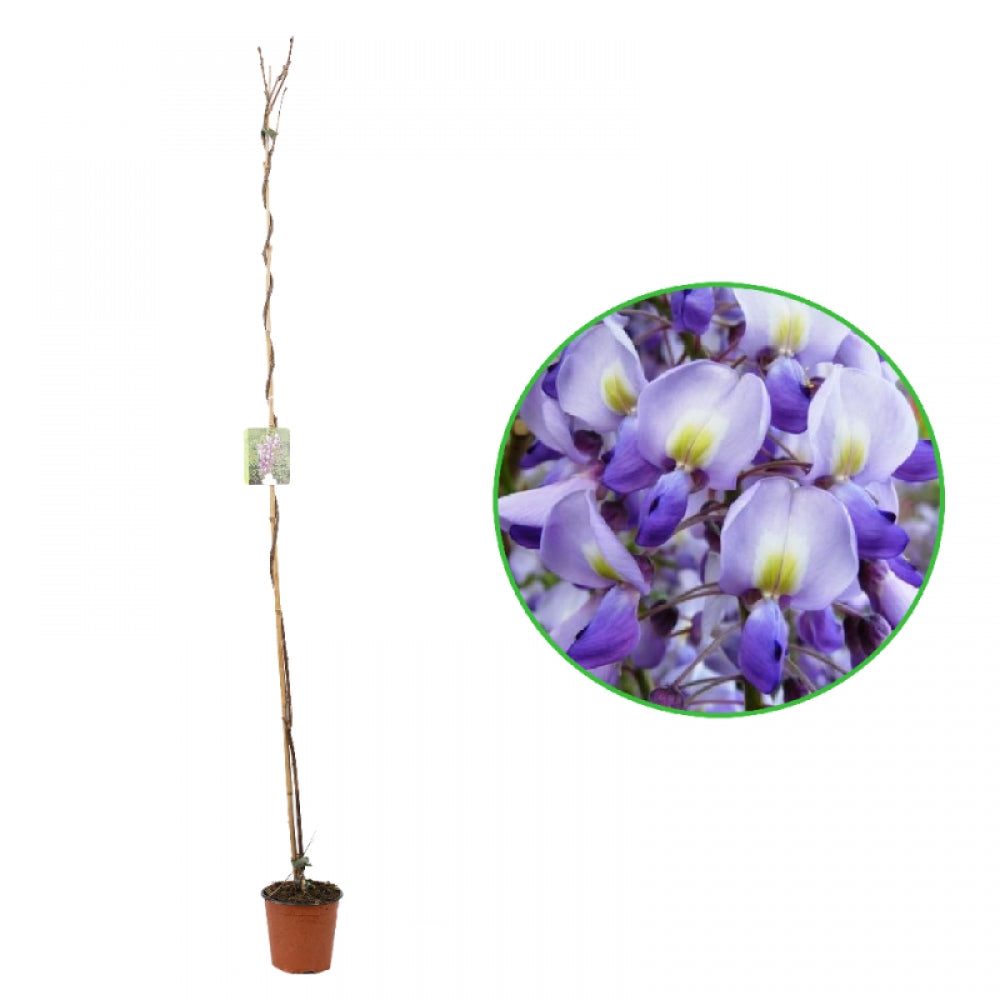 Glicina, Wisteria Floribunda Eranthema