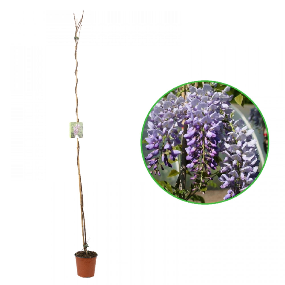 Glicina, Wisteria Sinensis Prolific