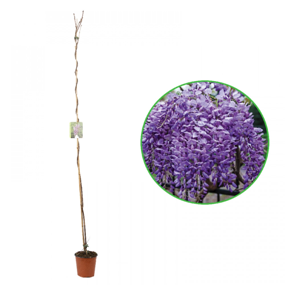 Glicina, Wisteria Brachybotrys Yokoyama Fuji